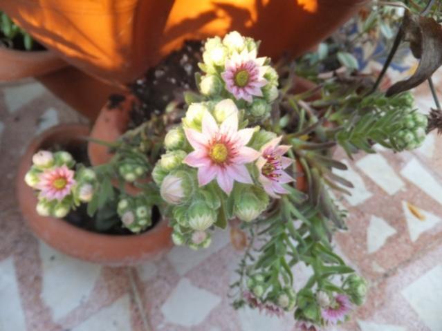Name:  DSCF7655.jpg
Views: 215
Size:  39.8 KB