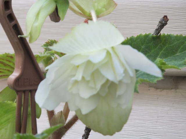 Name:  DSCF7657.jpg
Views: 259
Size:  62.9 KB