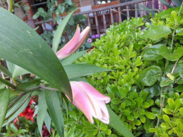 Name:  DSCF7660.jpg
Views: 201
Size:  54.8 KB