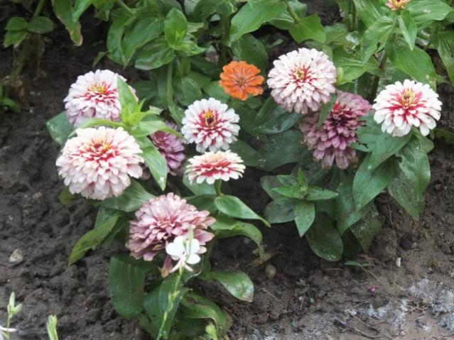 Name:  DSCF7681.jpg
Views: 218
Size:  60.3 KB