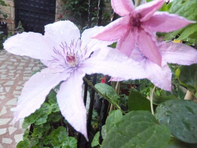 Name:  DSCF7695.jpg
Views: 266
Size:  42.6 KB