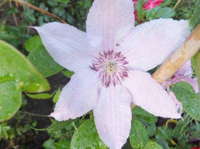 Name:  DSCF7696.jpg
Views: 265
Size:  39.2 KB