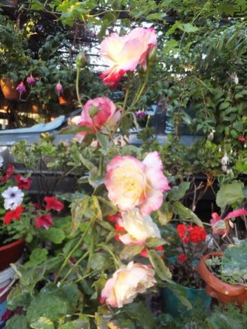 Name:  DSCF7703.jpg
Views: 213
Size:  41.4 KB