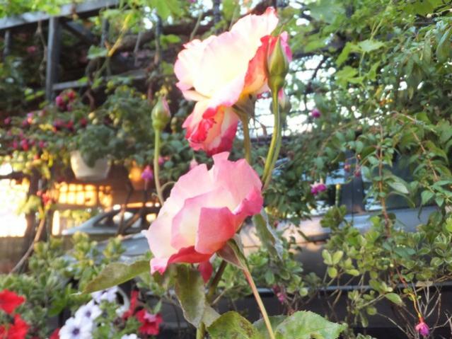 Name:  DSCF7709.jpg
Views: 223
Size:  58.8 KB