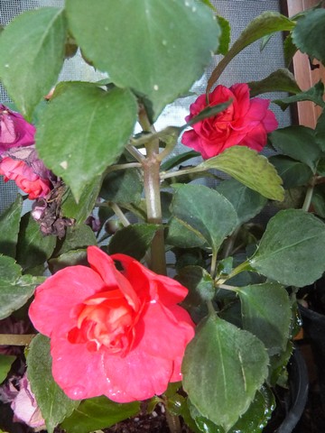 Name:  DSCF7722.jpg
Views: 282
Size:  68.0 KB