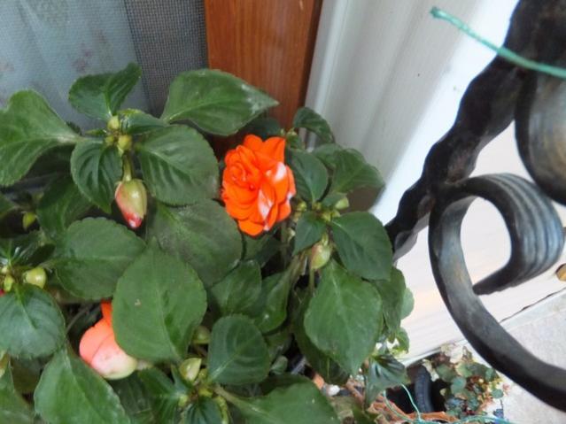 Name:  DSCF7723.jpg
Views: 221
Size:  41.8 KB