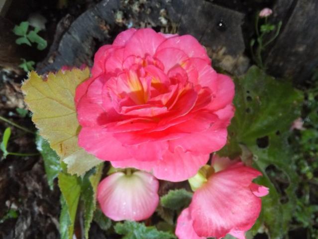 Name:  DSCF7730.jpg
Views: 191
Size:  39.7 KB
