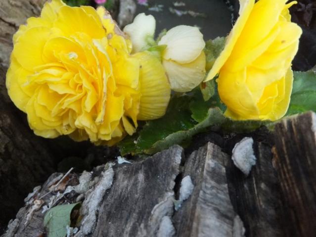Name:  DSCF7731.jpg
Views: 199
Size:  41.8 KB