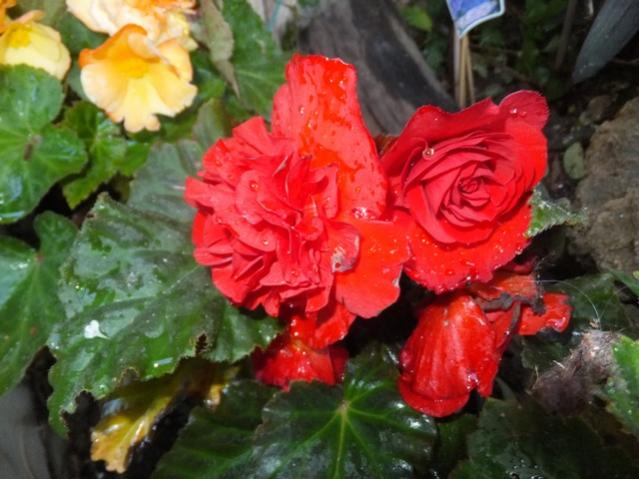 Name:  DSCF7734.jpg
Views: 204
Size:  47.7 KB