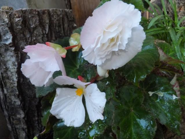 Name:  DSCF7737.jpg
Views: 179
Size:  44.4 KB