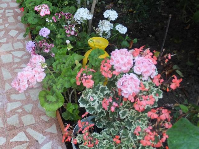 Name:  DSCF7748.jpg
Views: 197
Size:  60.8 KB