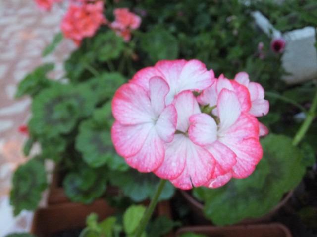 Name:  DSCF7751.jpg
Views: 184
Size:  64.1 KB