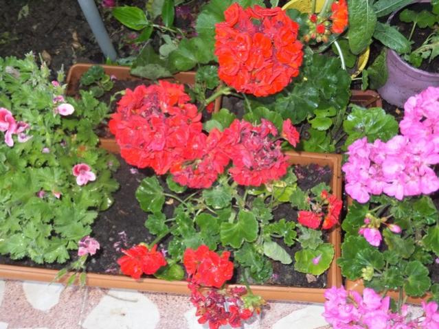 Name:  DSCF7753.jpg
Views: 195
Size:  67.5 KB