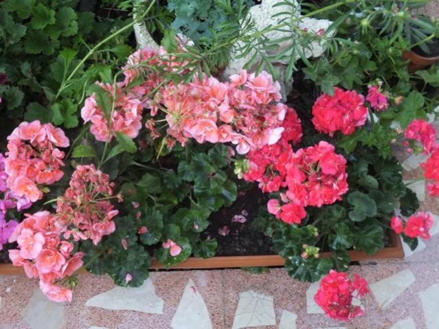 Name:  DSCF7754.jpg
Views: 213
Size:  65.5 KB