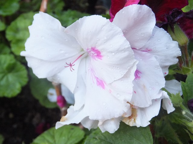 Name:  DSCF7756.jpg
Views: 188
Size:  67.8 KB