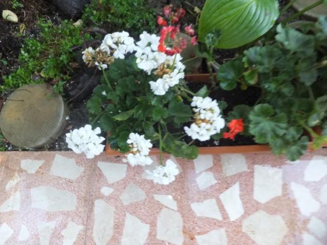 Name:  DSCF7760.jpg
Views: 192
Size:  49.1 KB