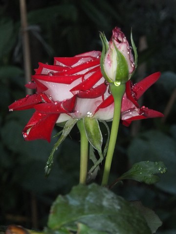 Name:  DSCF7764.jpg
Views: 175
Size:  45.2 KB