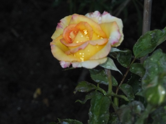 Name:  DSCF7767.jpg
Views: 183
Size:  54.1 KB