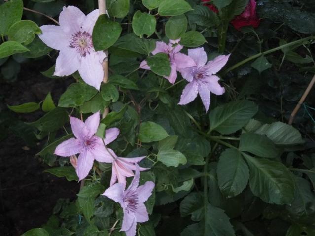 Name:  DSCF7768.jpg
Views: 187
Size:  42.6 KB