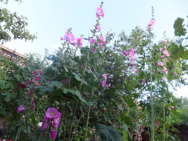 Name:  DSCF7776.jpg
Views: 189
Size:  60.4 KB