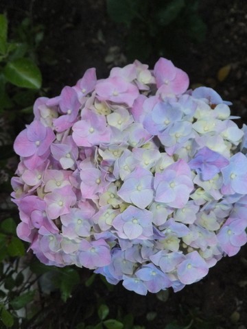 Name:  DSCF7784.jpg
Views: 181
Size:  52.7 KB