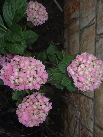 Name:  DSCF7786.jpg
Views: 179
Size:  60.4 KB