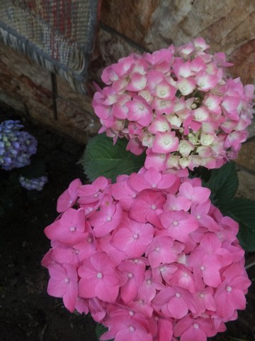 Name:  DSCF7787.jpg
Views: 238
Size:  56.5 KB