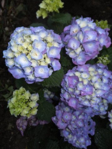 Name:  DSCF7789.jpg
Views: 189
Size:  54.1 KB