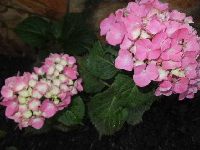Name:  DSCF7793.jpg
Views: 171
Size:  35.2 KB