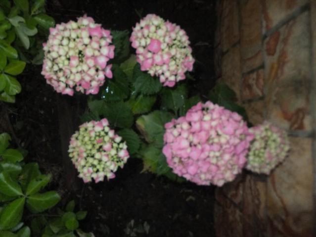 Name:  DSCF7794.jpg
Views: 182
Size:  34.9 KB