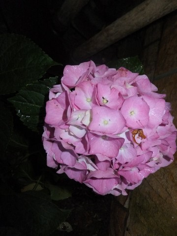 Name:  DSCF7796.jpg
Views: 183
Size:  48.5 KB