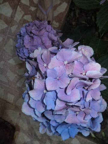 Name:  DSCF7799.jpg
Views: 188
Size:  57.0 KB