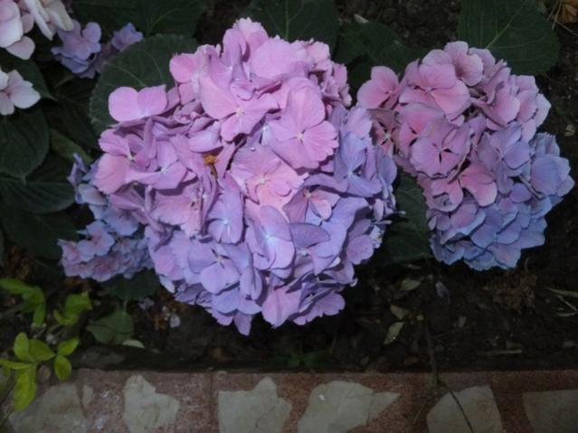 Name:  DSCF7800.jpg
Views: 185
Size:  43.9 KB