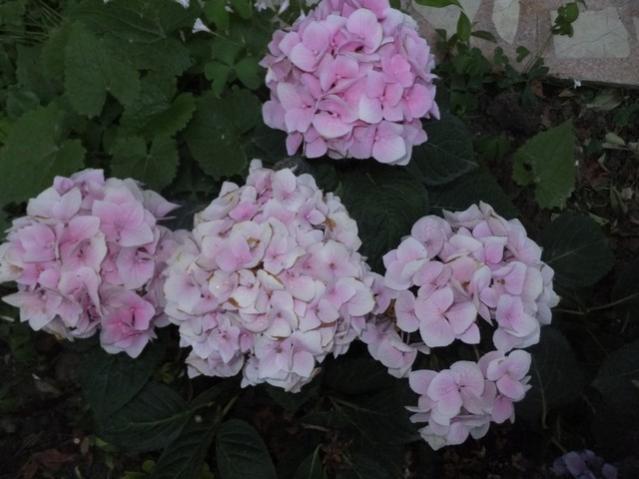 Name:  DSCF7801.jpg
Views: 412
Size:  39.9 KB