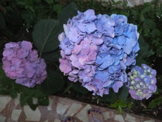 Name:  DSCF7802.jpg
Views: 391
Size:  42.5 KB