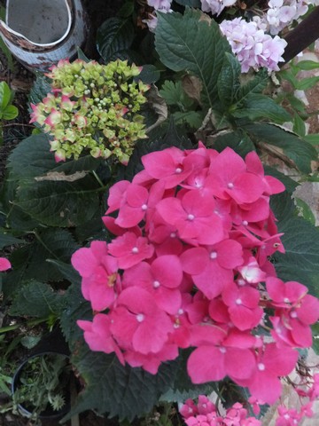 Name:  DSCF7803.jpg
Views: 364
Size:  68.2 KB