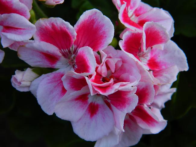 Name:  DSCN0902.jpg
Views: 746
Size:  38.5 KB