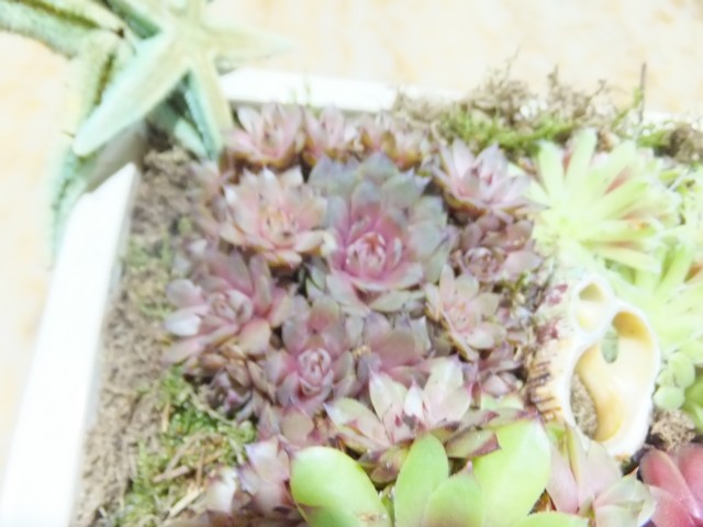Name:  DSCF7820.jpg
Views: 344
Size:  68.5 KB