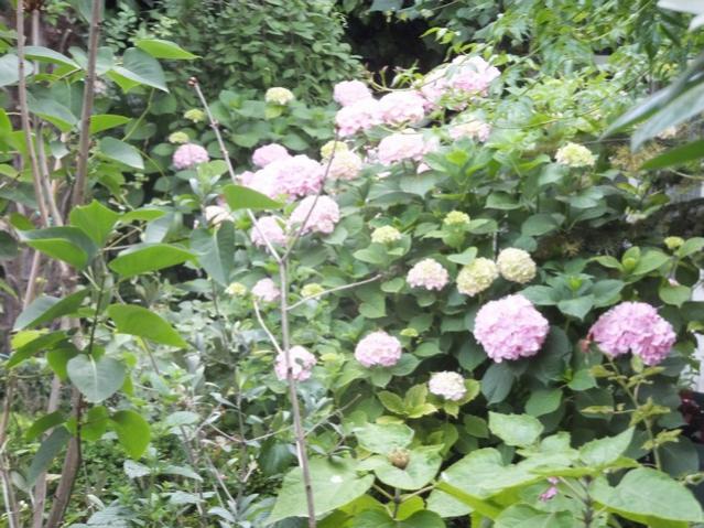 Name:  DSCF7873.jpg
Views: 326
Size:  68.6 KB