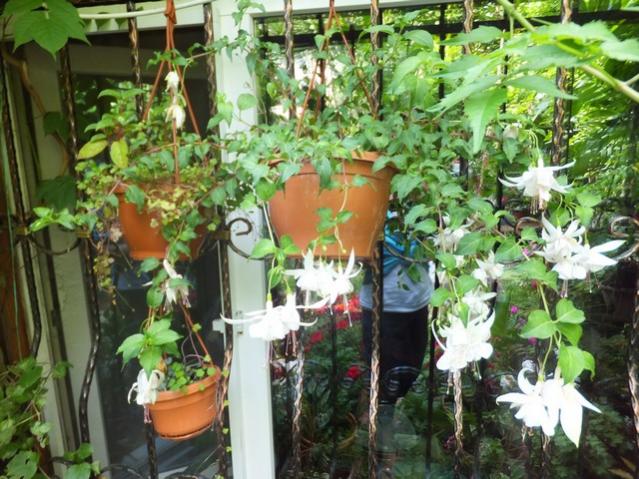Name:  DSCF7879.jpg
Views: 327
Size:  69.0 KB