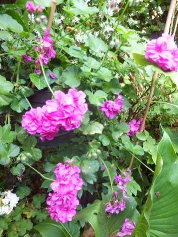 Name:  DSCF7880.jpg
Views: 358
Size:  44.7 KB