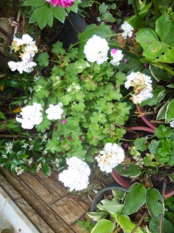 Name:  DSCF7882.jpg
Views: 350
Size:  41.0 KB