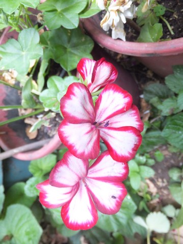 Name:  DSCF7883.jpg
Views: 323
Size:  60.0 KB