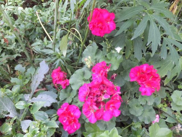 Name:  DSCF7887.jpg
Views: 344
Size:  64.3 KB
