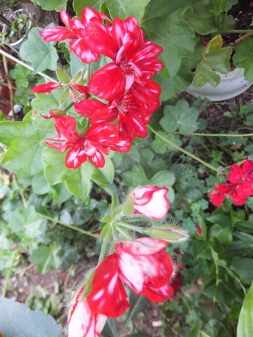 Name:  DSCF7891.jpg
Views: 316
Size:  68.1 KB