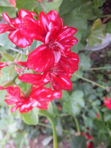 Name:  DSCF7892.jpg
Views: 318
Size:  51.7 KB