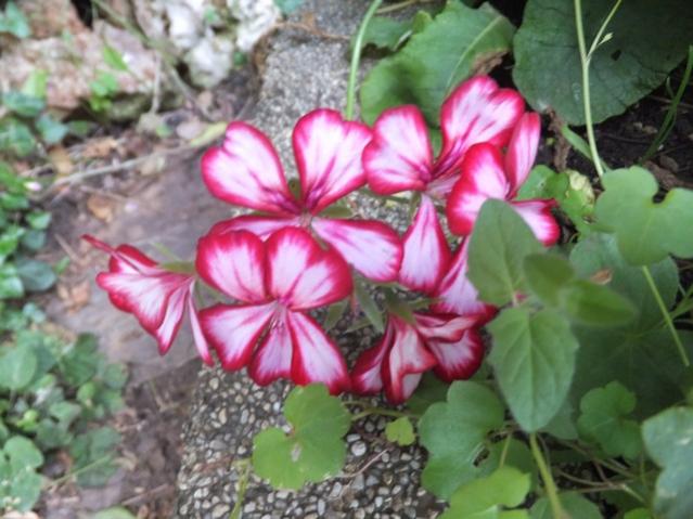 Name:  DSCF7897.jpg
Views: 323
Size:  49.1 KB