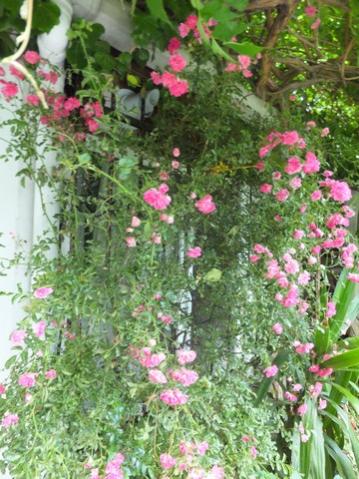 Name:  DSCF7900.jpg
Views: 323
Size:  46.2 KB