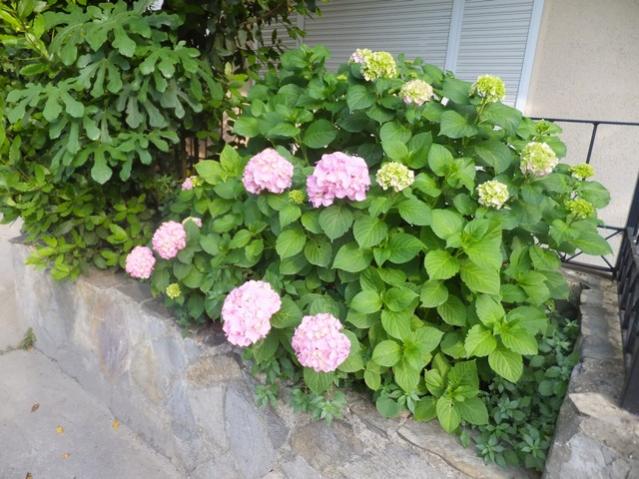 Name:  DSCF7917.jpg
Views: 302
Size:  59.5 KB