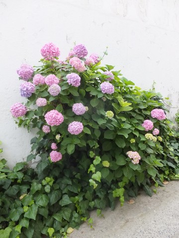 Name:  DSCF7922.jpg
Views: 312
Size:  66.4 KB
